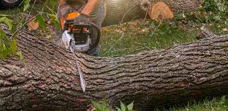 Best Storm Damage Tree Cleanup  in Bedford, TX