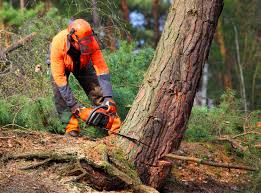 Best Soil Testing and Treatment  in Bedford, TX