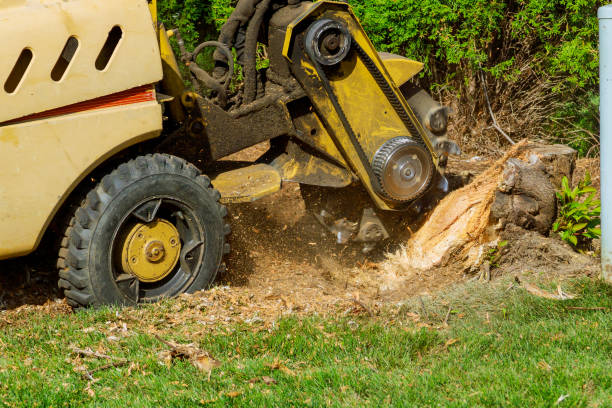 How Our Tree Care Process Works  in  Bedford, TX