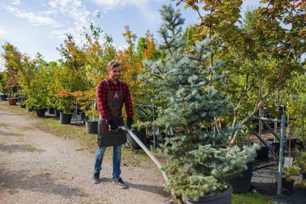 Tree and Shrub Care in Bedford, TX