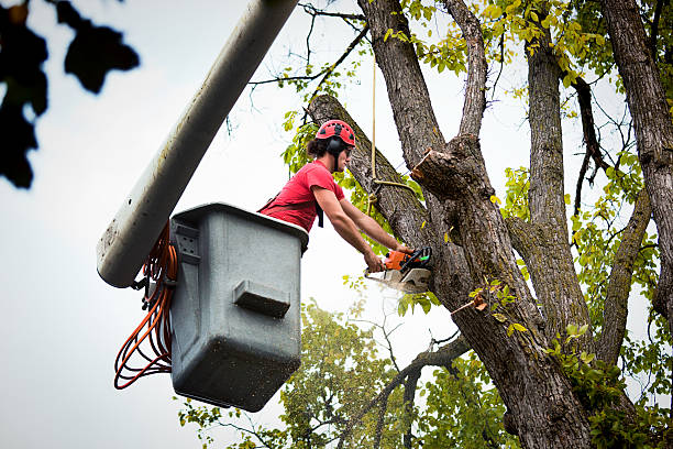 How Our Tree Care Process Works  in  Bedford, TX